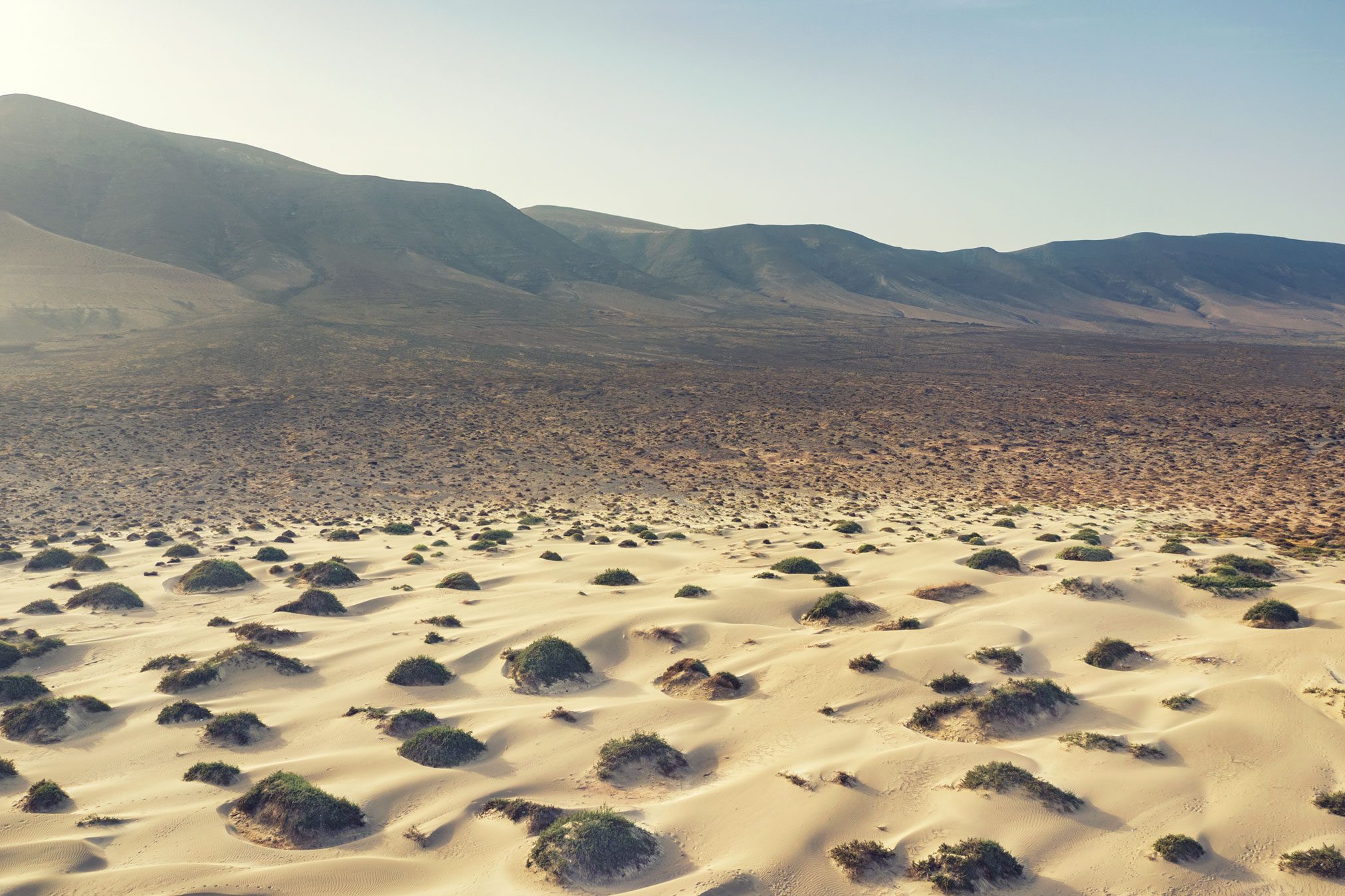 Sanddünen mit Pflanzeninseln vor Bergkulisse bei Famara, Lanzarote