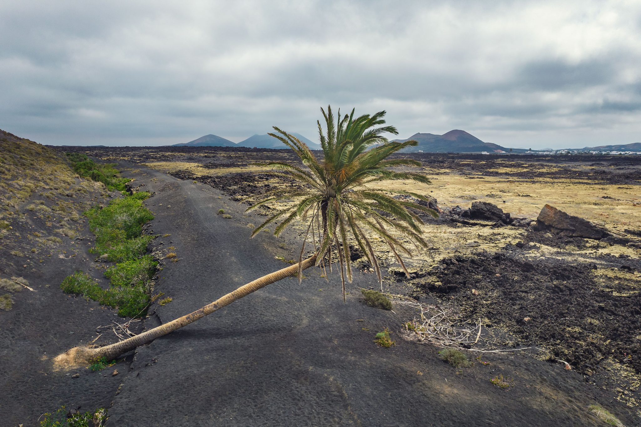 Fallen palm tree in a volcanic landscape on Lanzarote, Spain