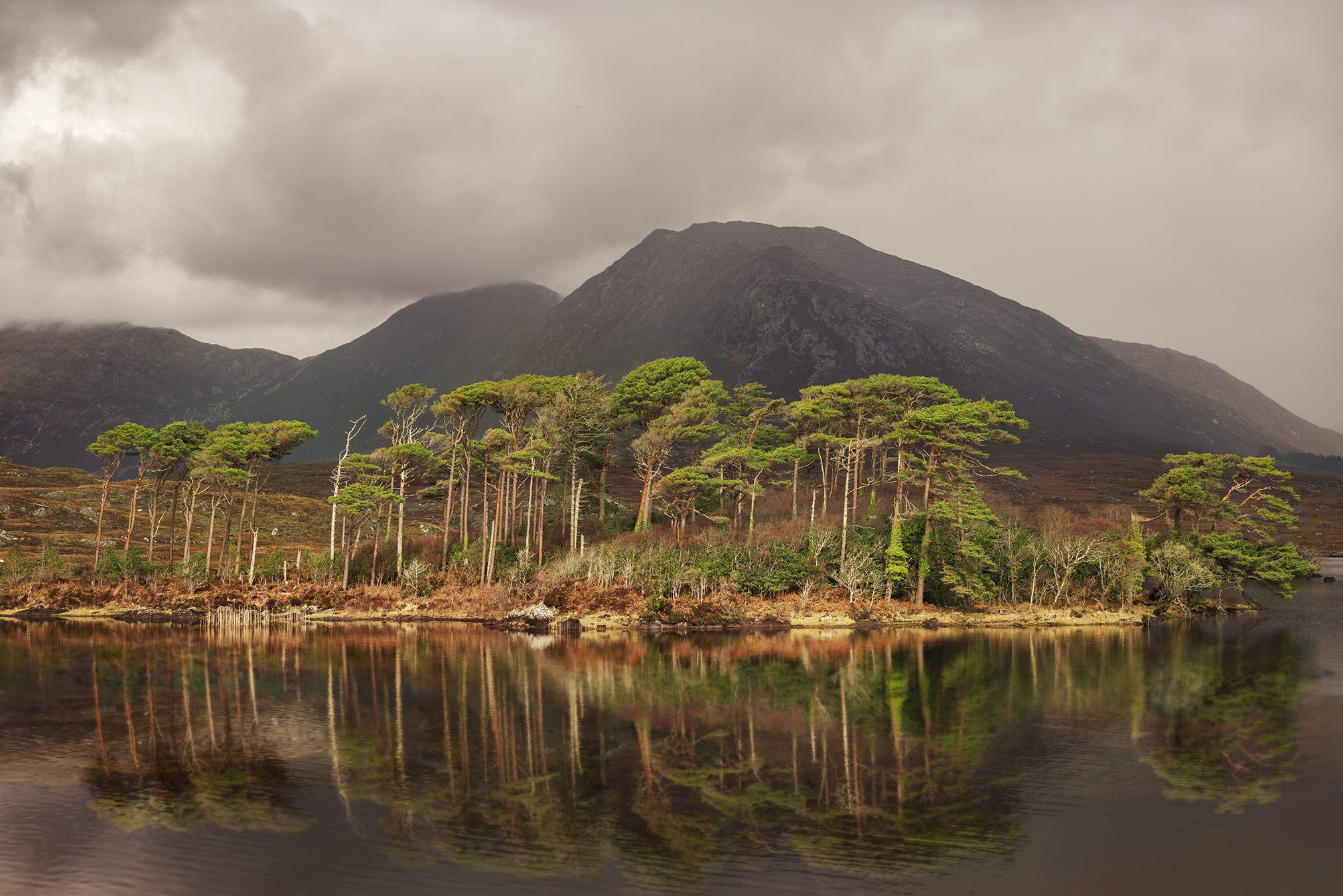 A cluster of pines on the shore of a reflecting lake in Connemara National Park, Ireland