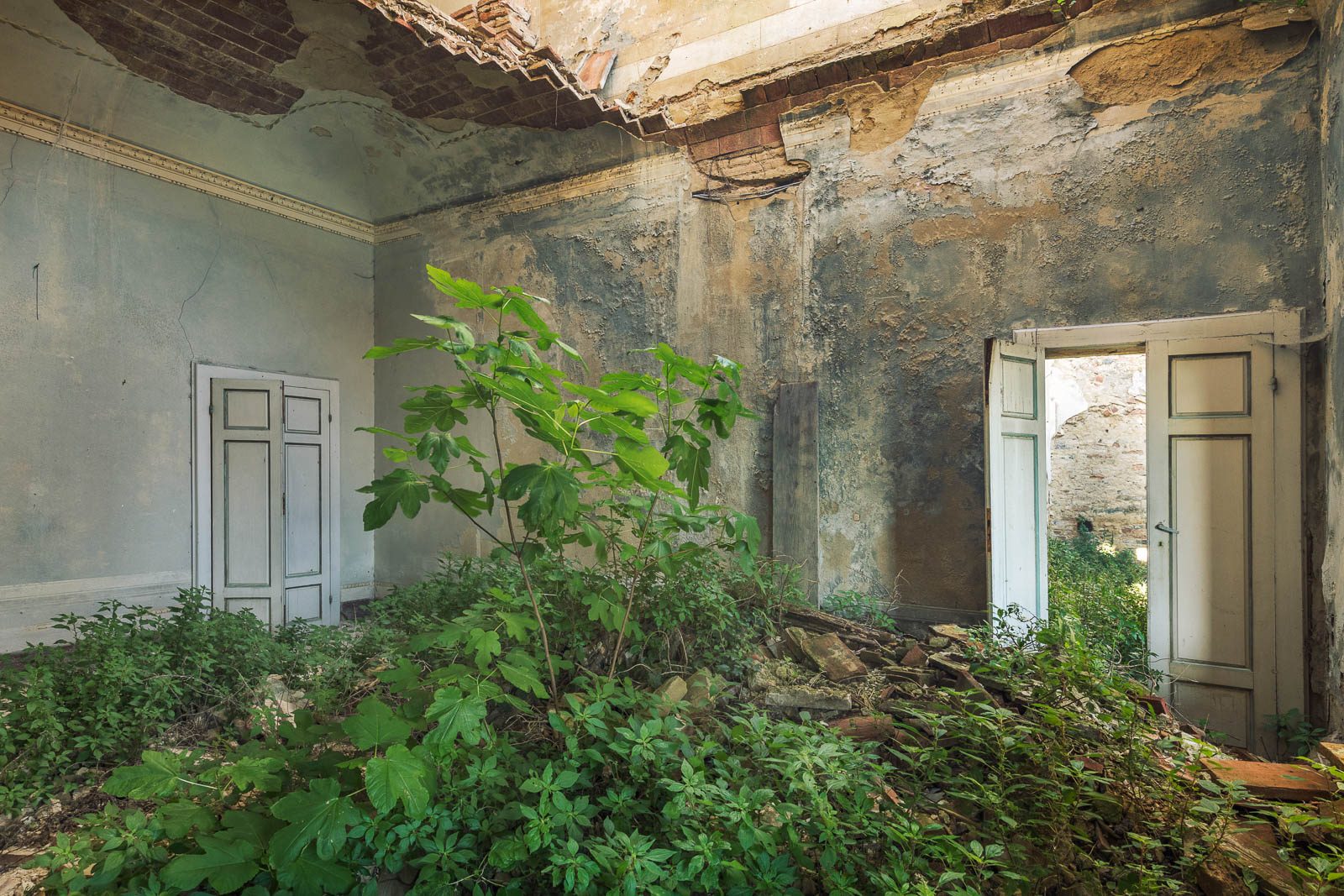 Interior with a tall growing plant in a ruined villa in Tuscany, Italy