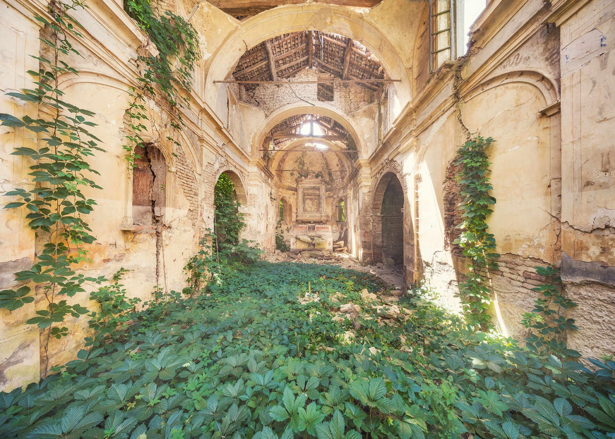 Church nave with a dense ivy carpet on the floor in Italy