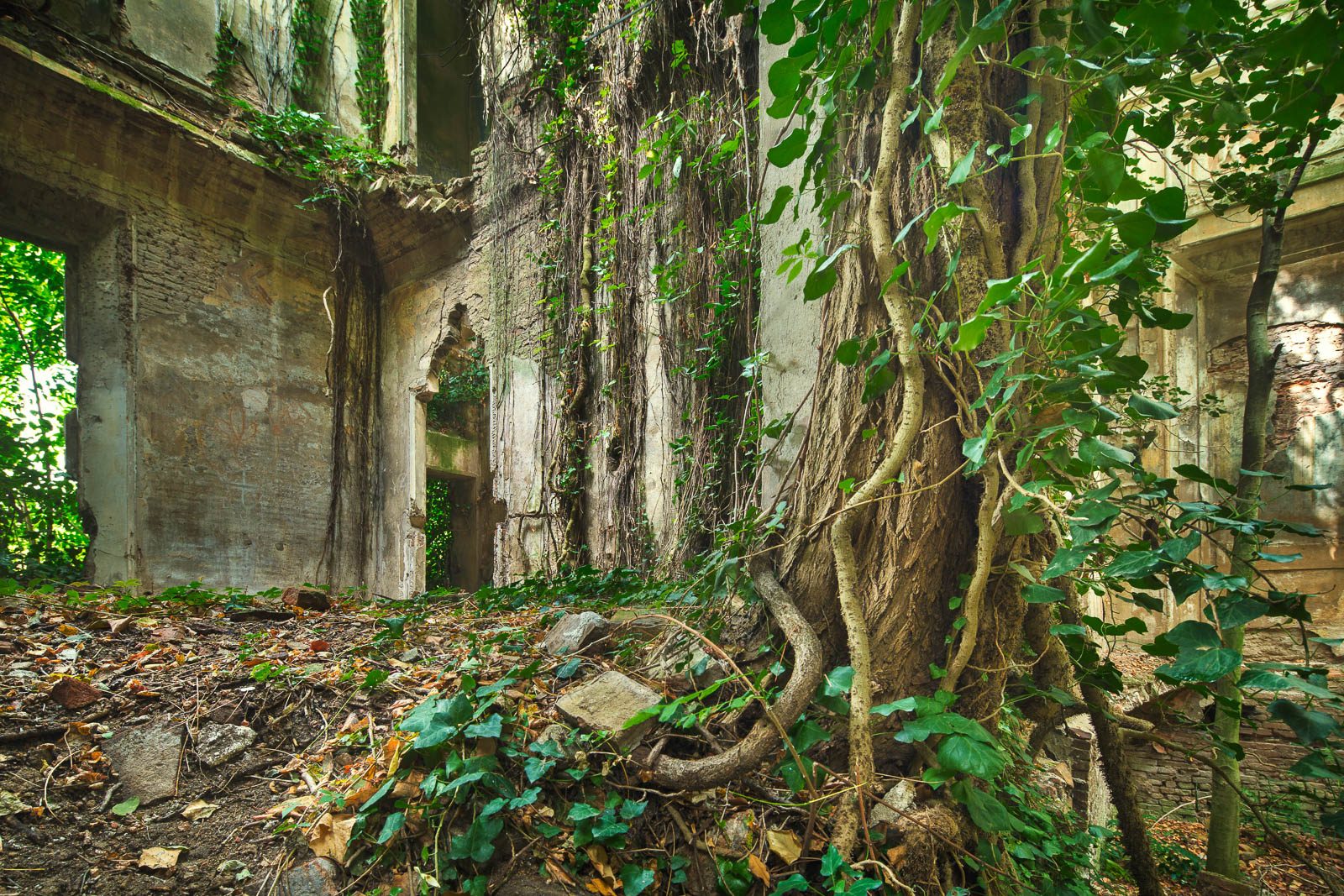 Wurzelgeflecht an der Wand einer Villenruine in der Emilia-Romagna, Italien