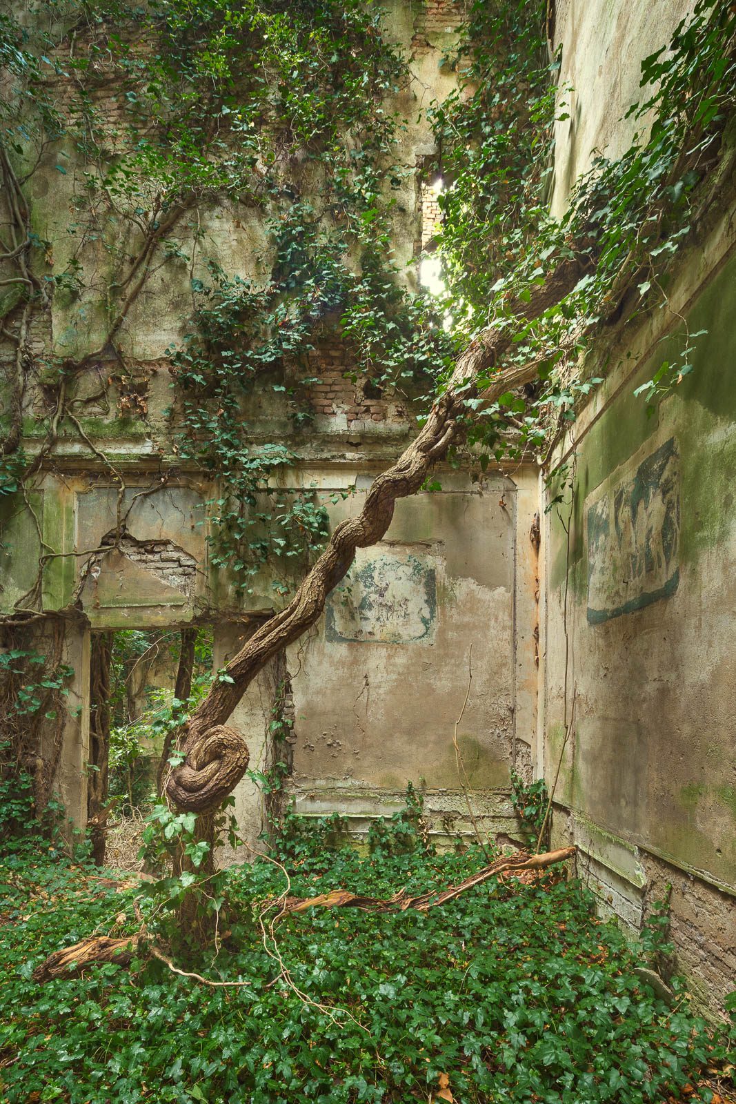 Efeustamm vor einer verblassten Wandmalerei in einer Villenruine in der Emilia-Romagna