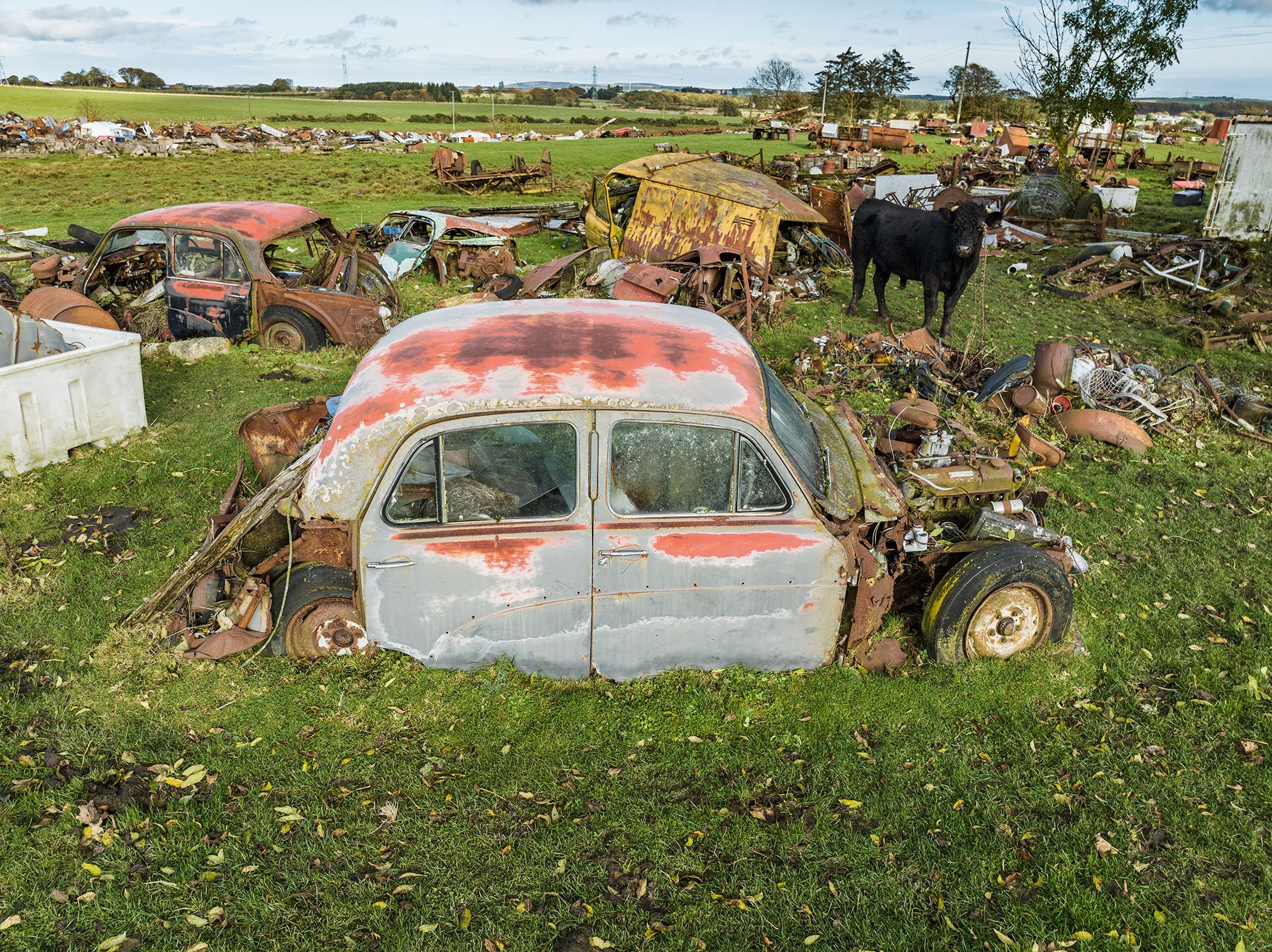 Car graveyard with a cow grazing among the wrecks in Scotland