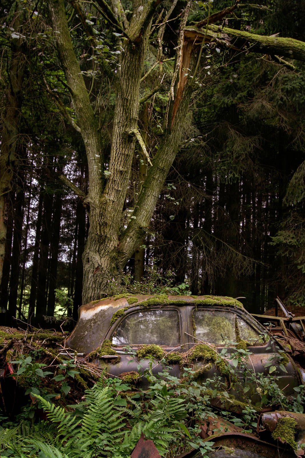 Moss covered car wreck beneath trees in the Châtillon forest, Belgium