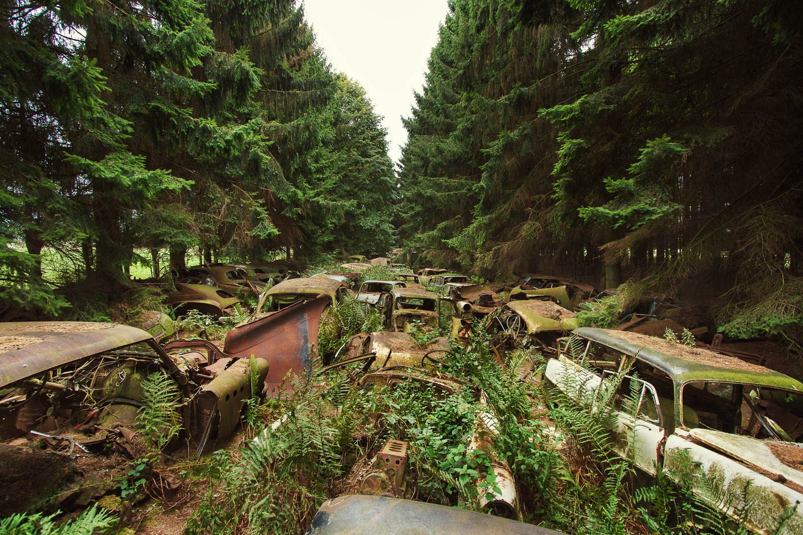 Long row of rusted car wrecks between tall pine trees in Belgium