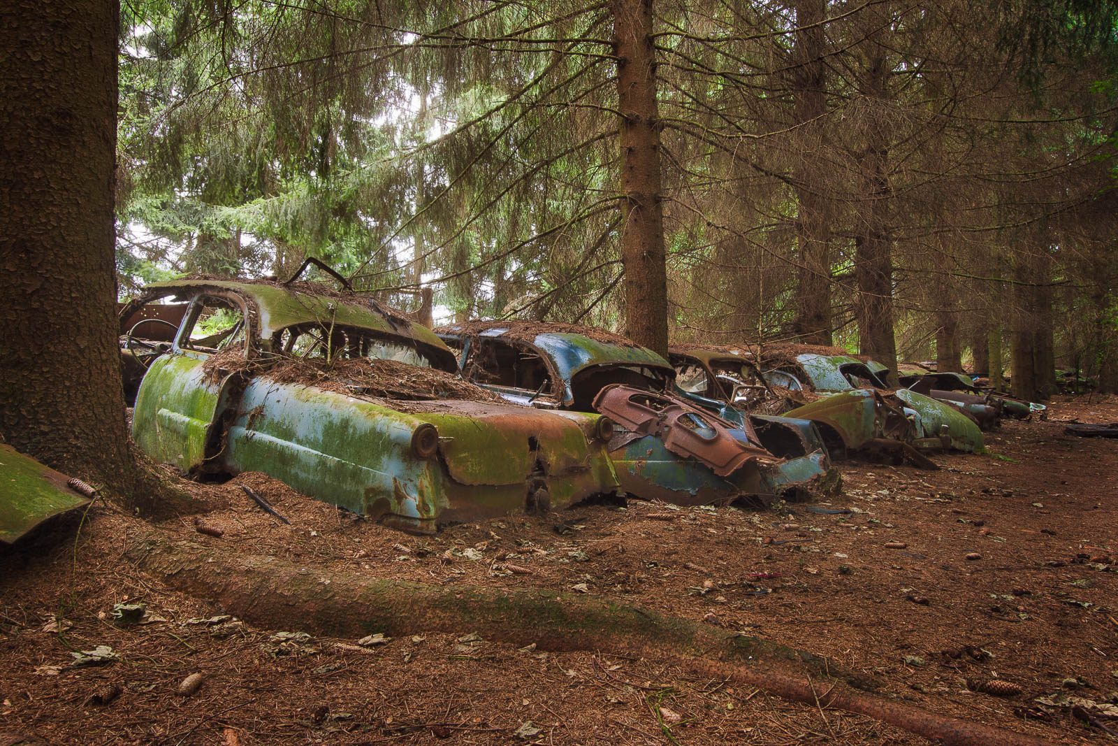 Row of rusted car shells among pine trees in Belgium