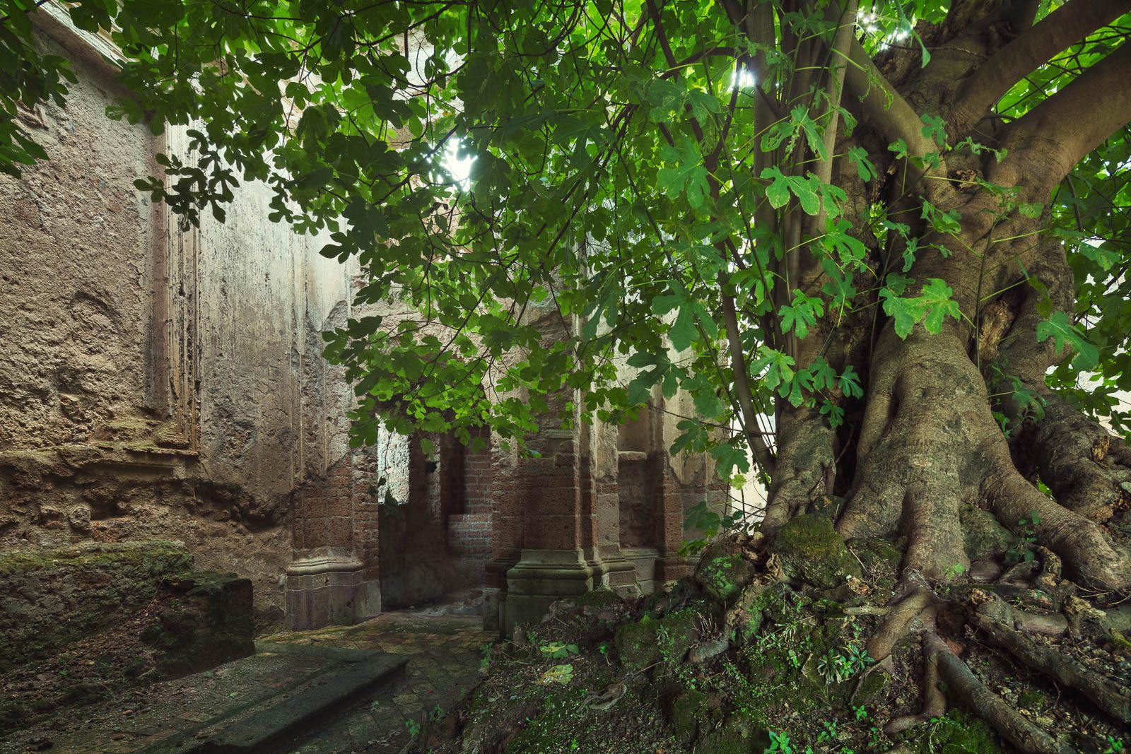 Ruine mit altem Baum in Italien