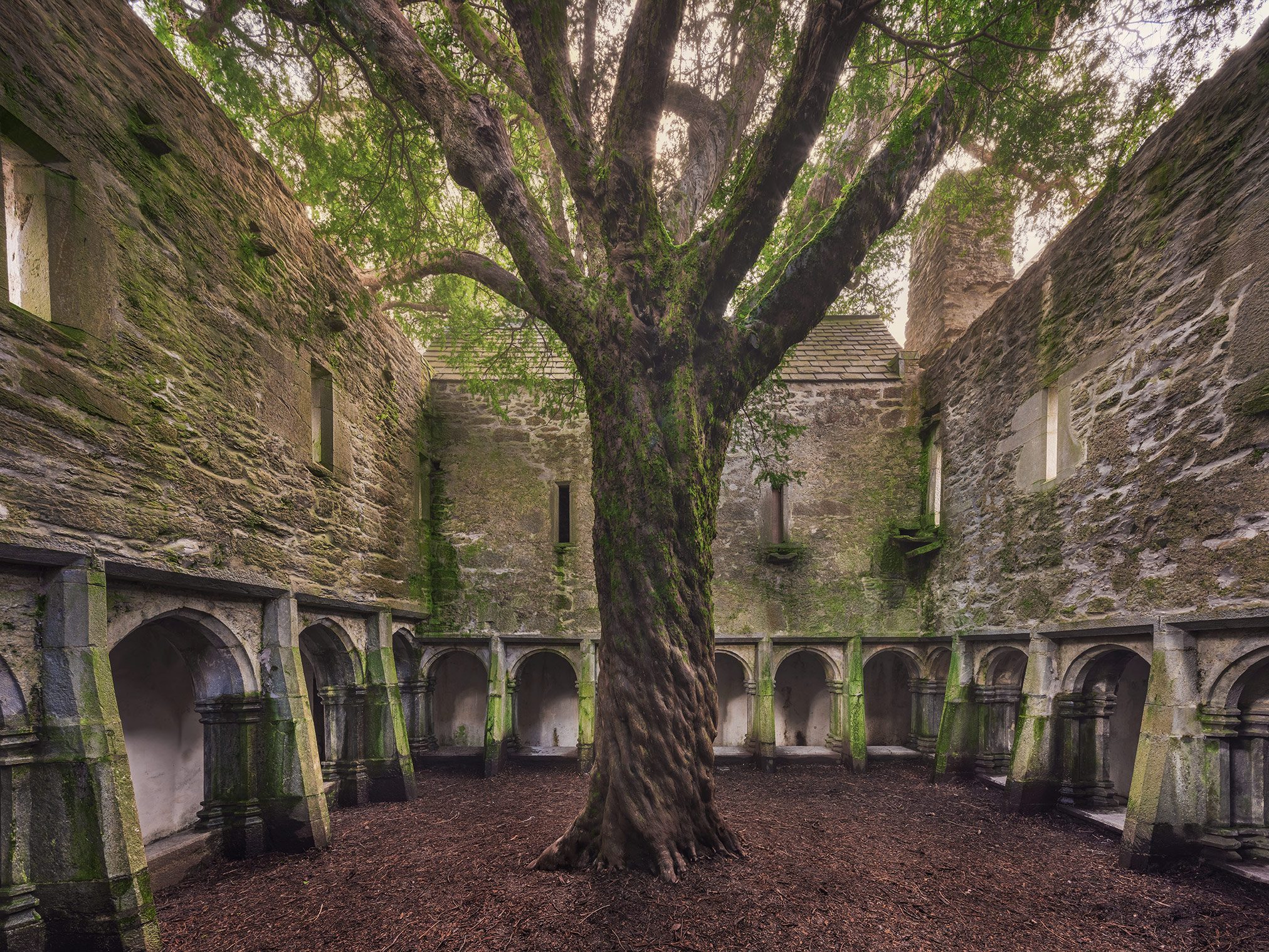 Kreuzgang einer Abtei mit altem Baum in Irland