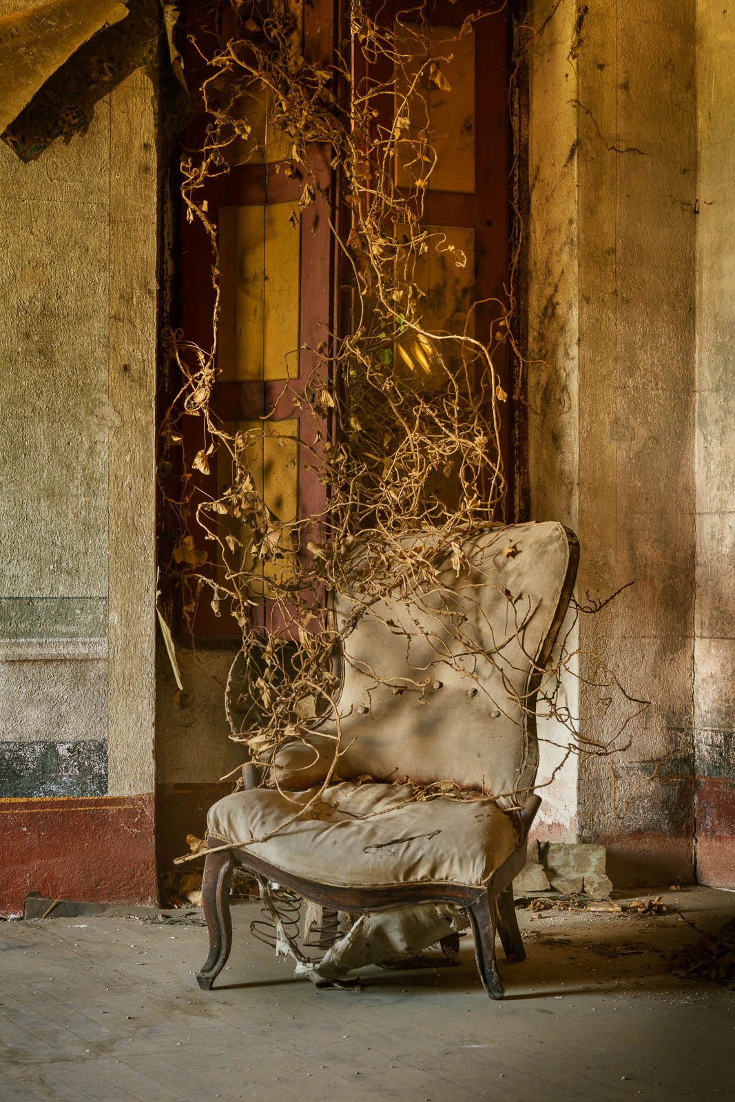 Armchair overgrown with dry vines in a forgotten villa in Piedmont, Italy