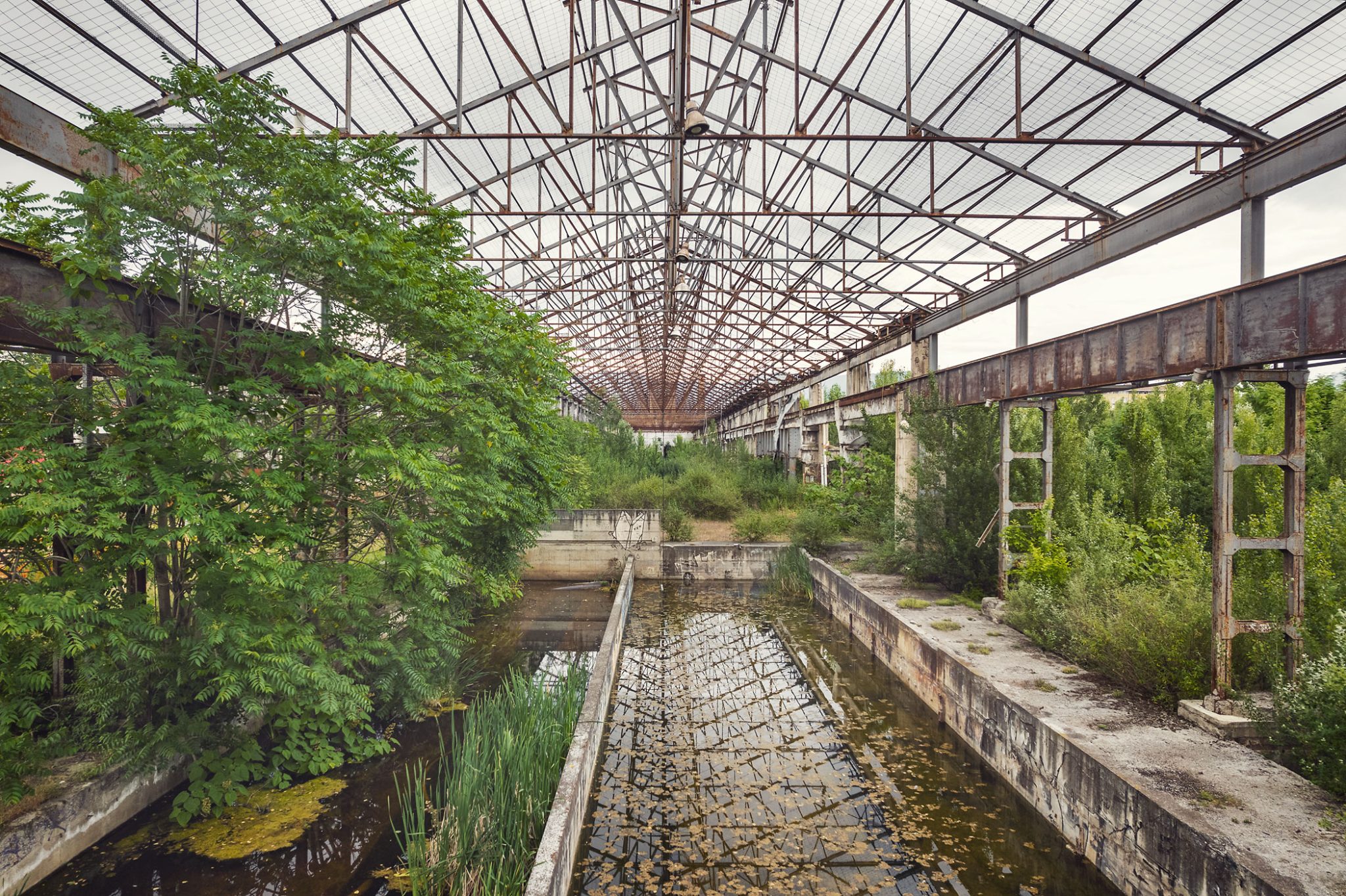 Overgrown industrial hall with a still water basin in Italy