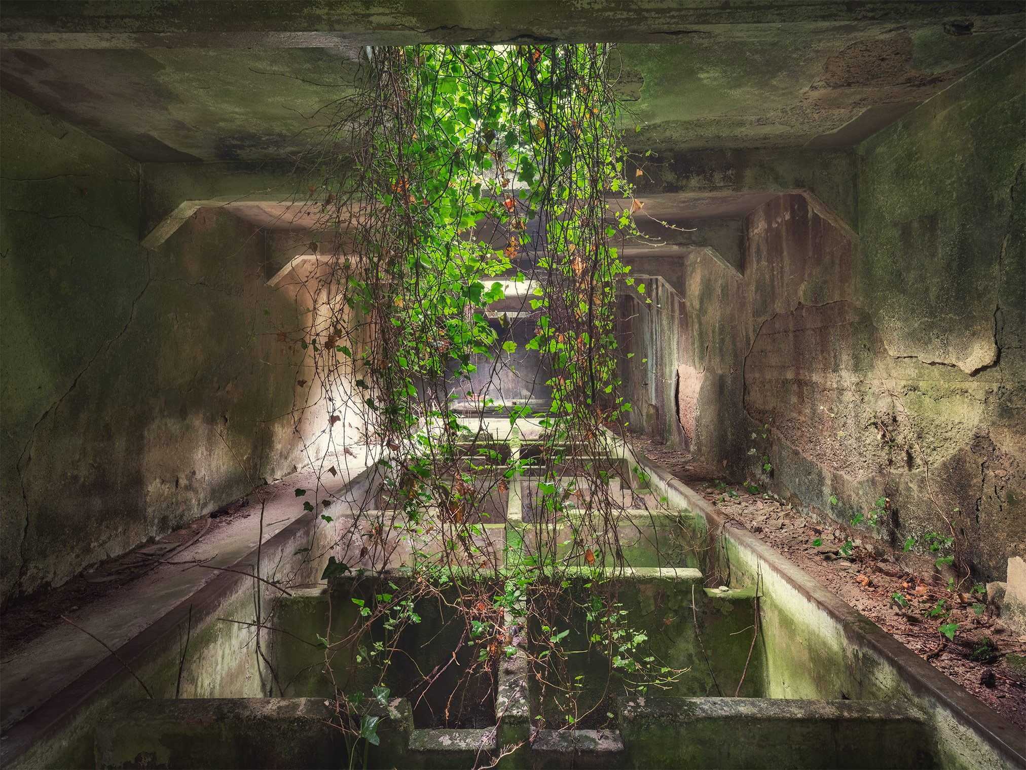 Hanging ivy in a vaulted corridor of a former explosives factory in Italy