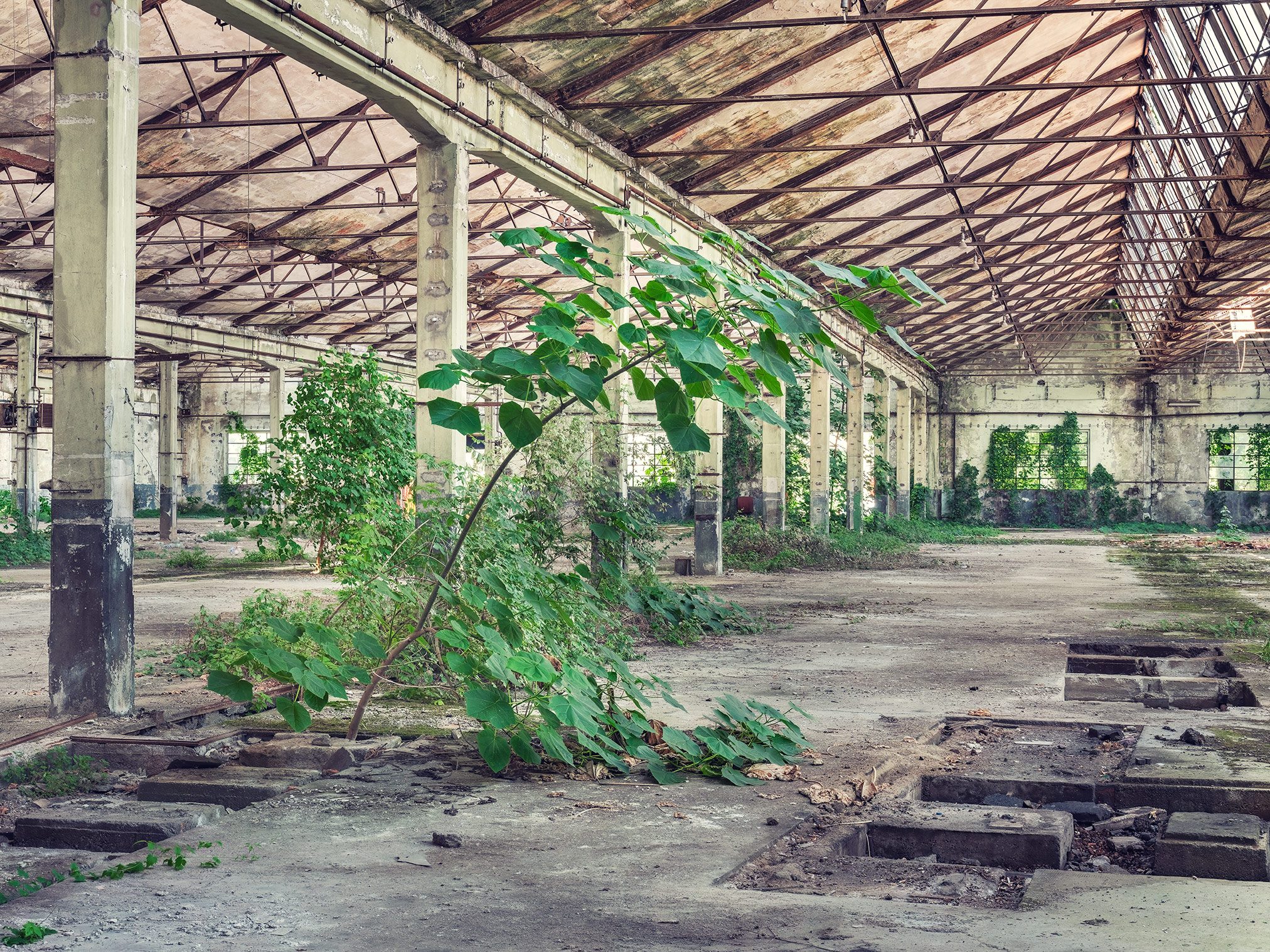 A young tree grows among machine foundations in a factory hall in Saronno, Italy