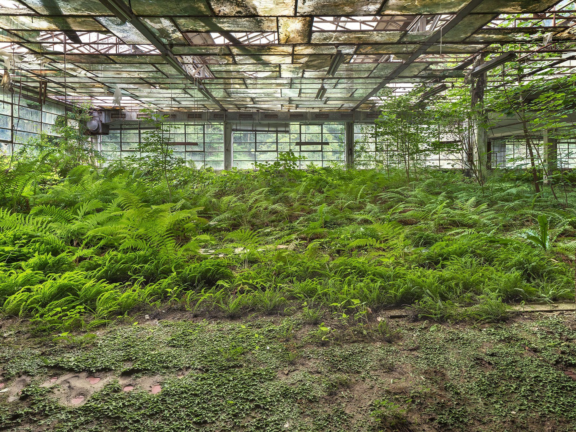 Dense fern carpet beneath a moss-covered glass roof in a cotton mill in Italy