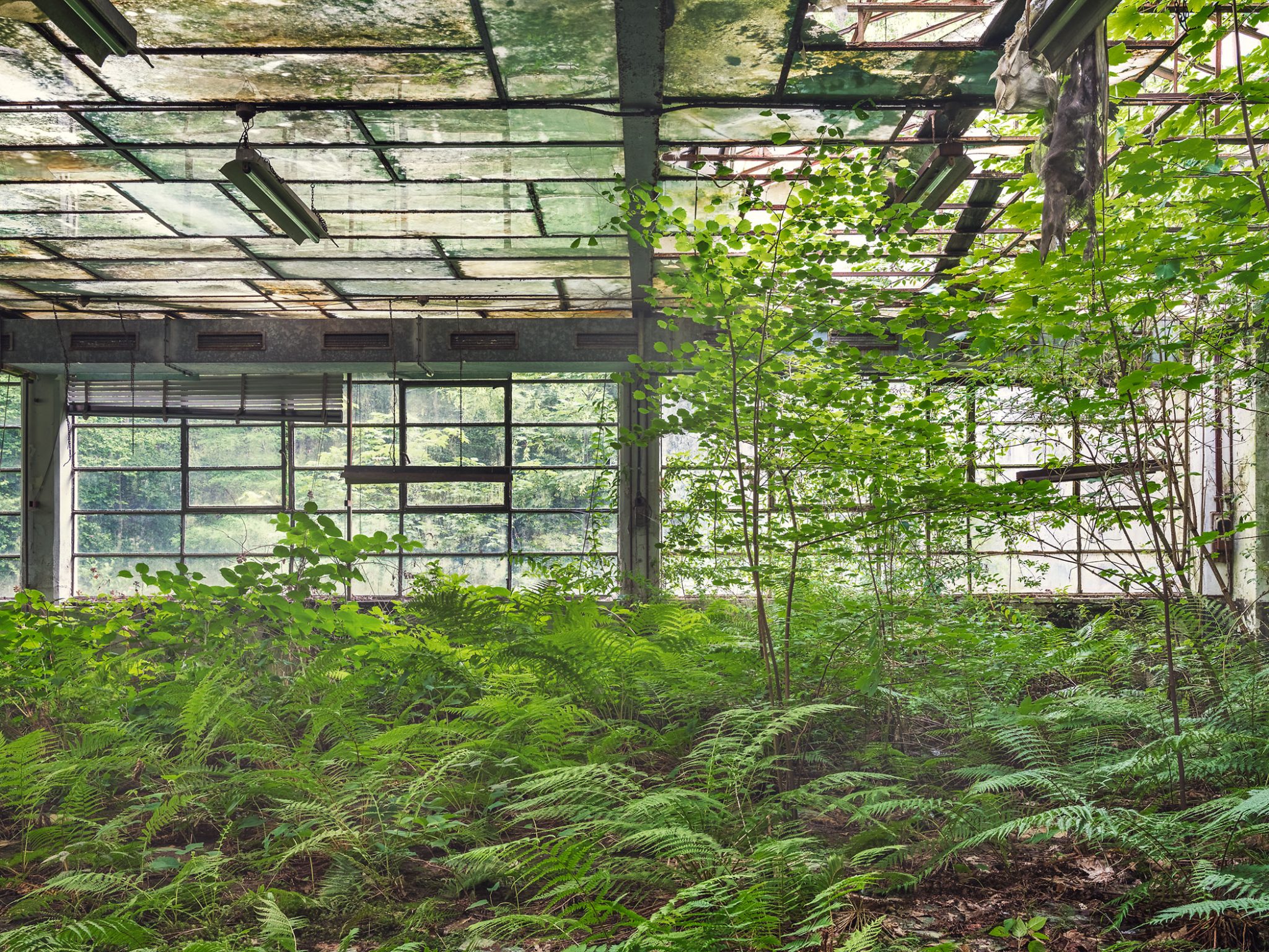 Fern-covered hall floor before tall windows in a cotton mill in Italy