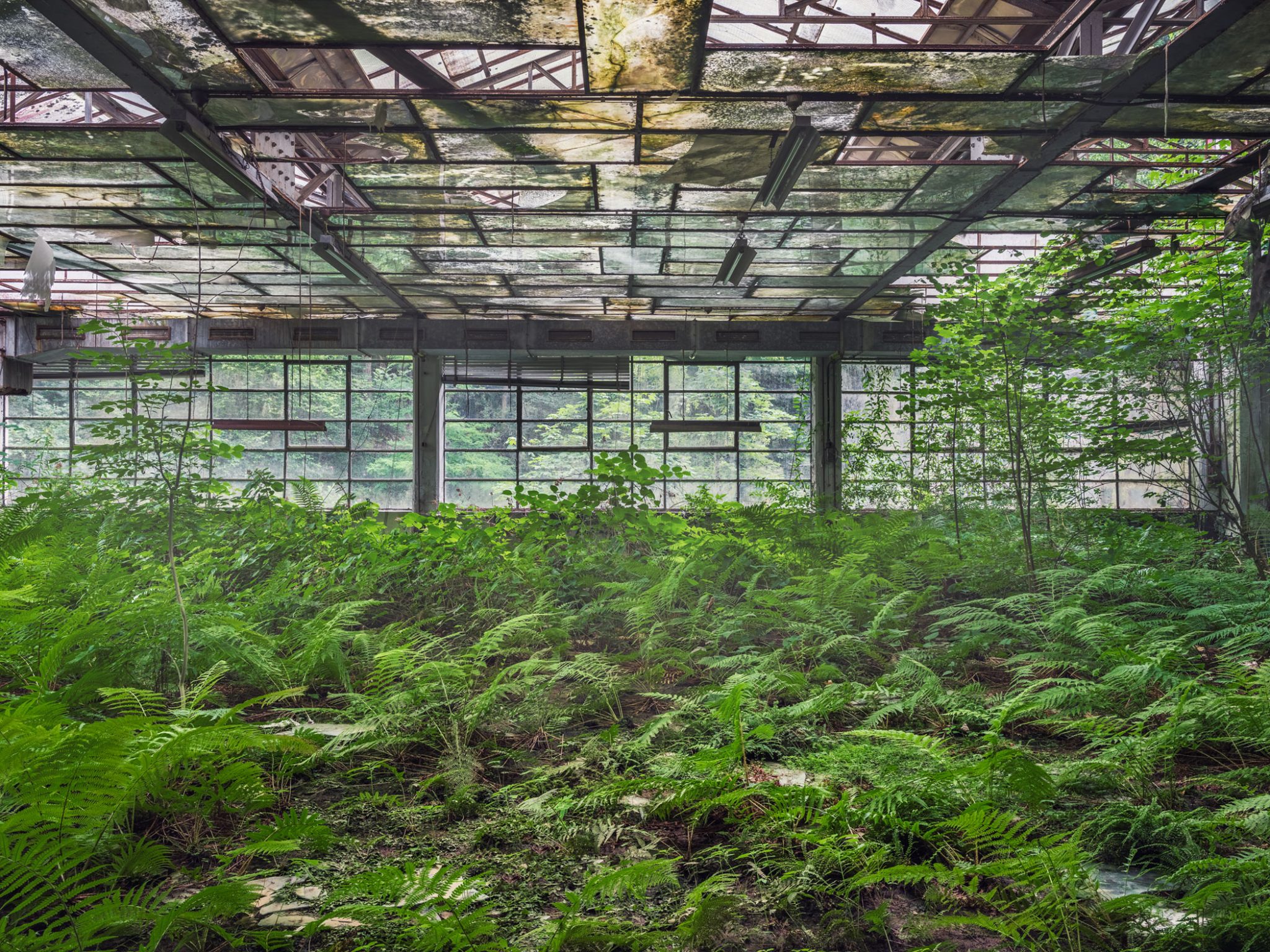 Fern thicket beneath a partly collapsed glass roof in a cotton mill in Italy