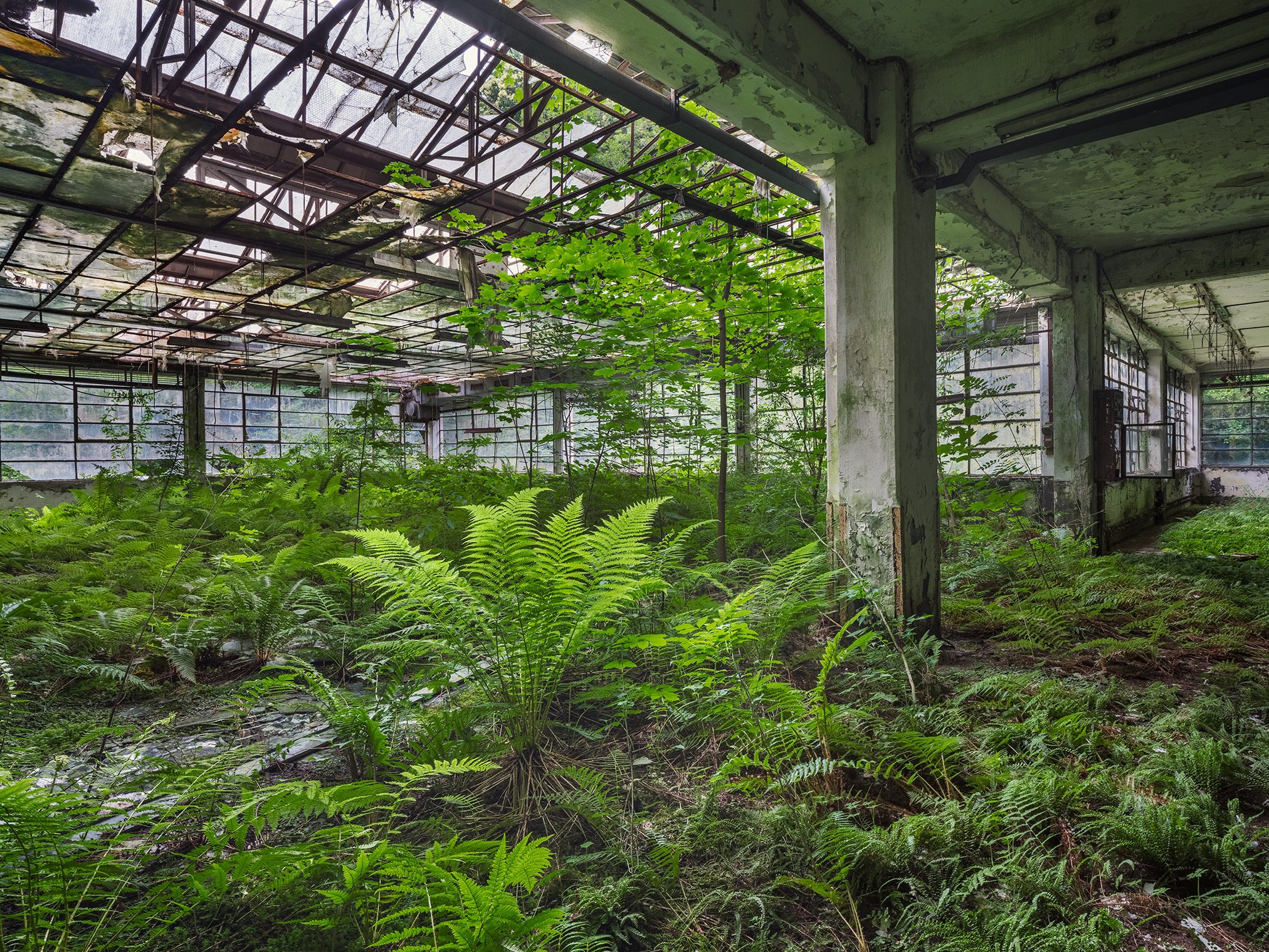 Sunlit fern frond before a row of columns in a cotton mill in Italy