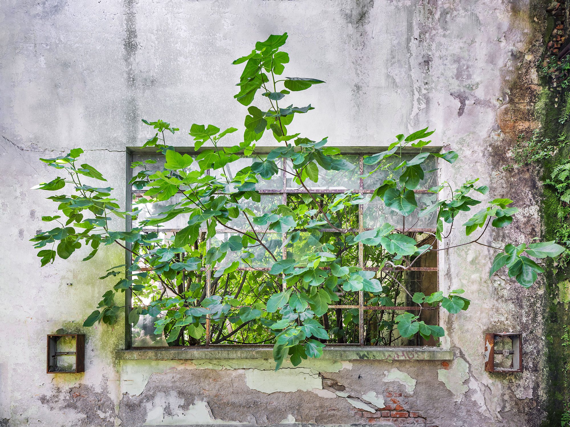 A climbing plant grows through a window in a factory wall in Tuscany, Italy