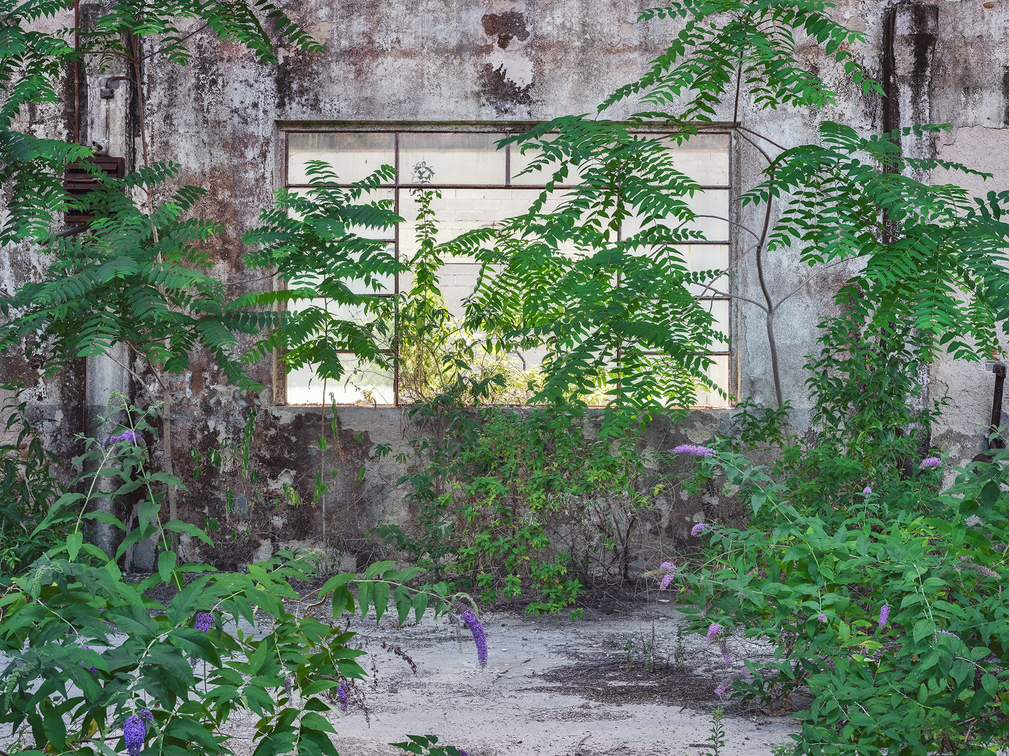 Flowering butterfly bush frames a single window in a factory in Italy