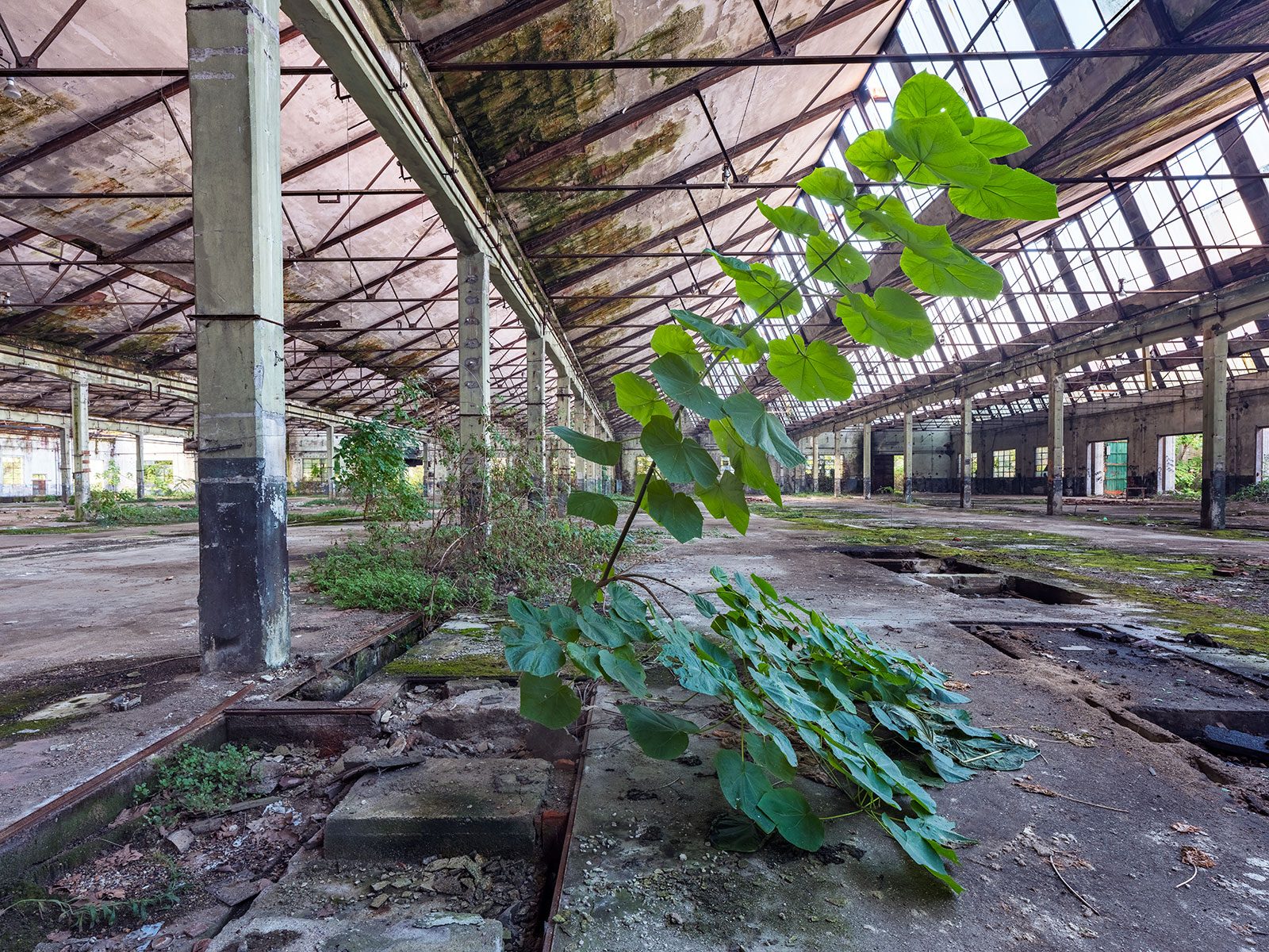 A single tree in a vast factory hall with recesses in the floor in Italy