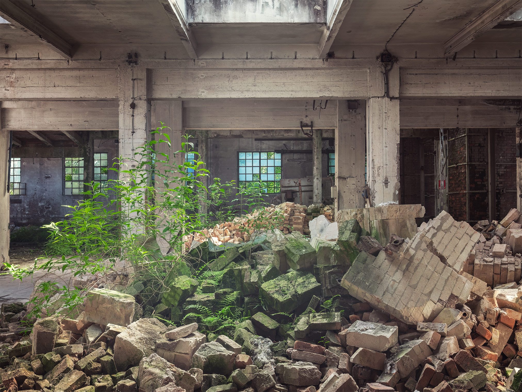 A young tree grows from a pile of rubble in an old ceramics factory in Italy
