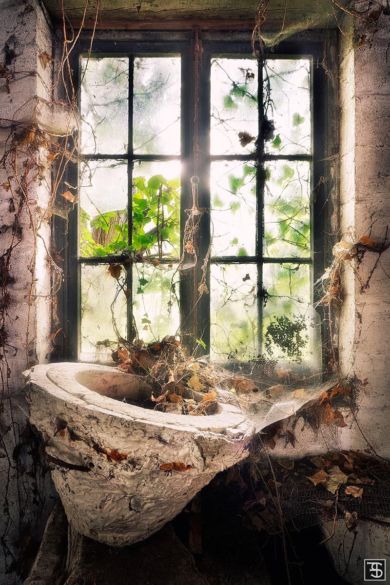Moss-covered basin beneath an ivy-wrapped window in a forgotten glassworks in Belgium