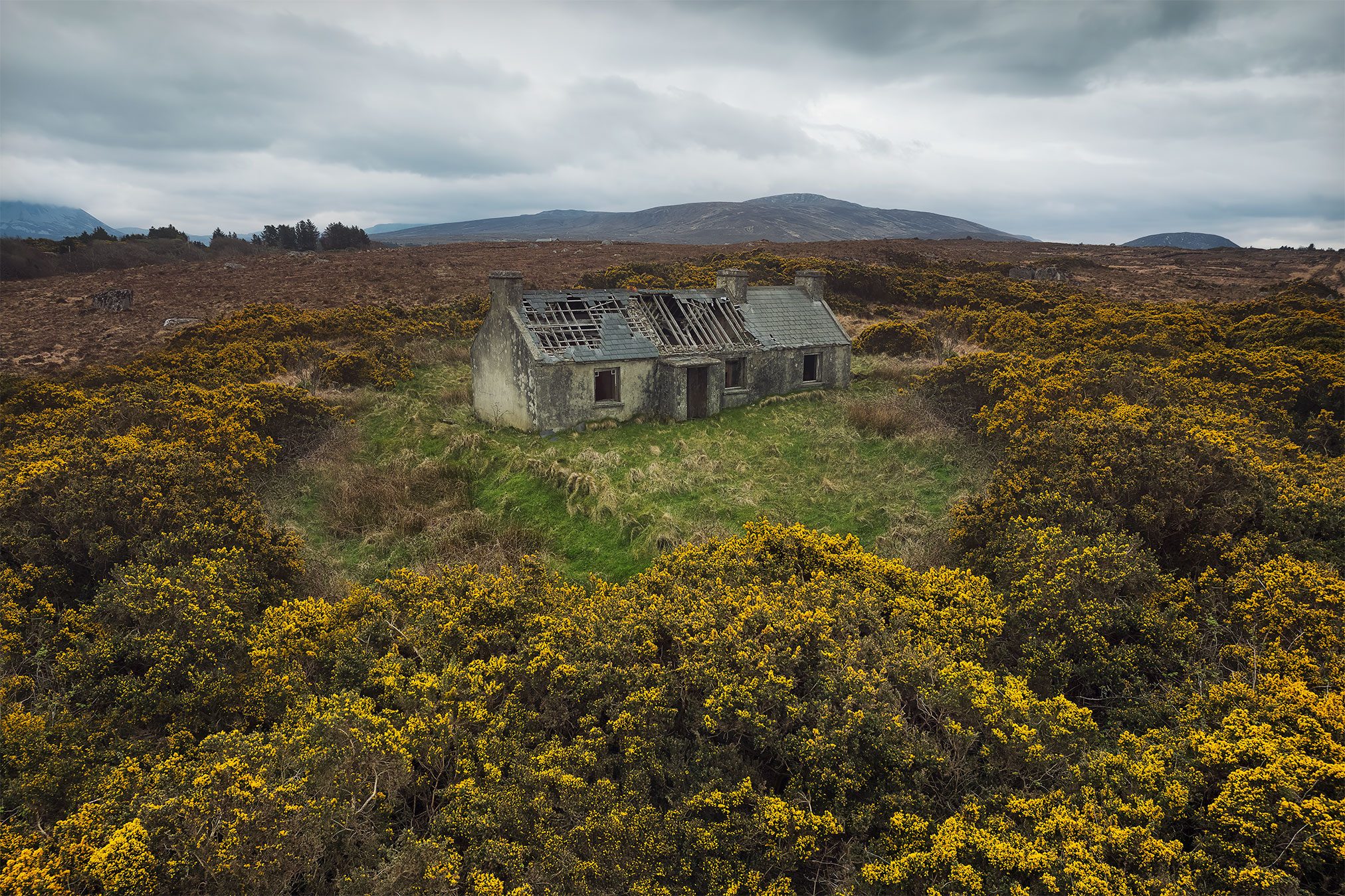 Cottage mit offenem Dachgebälk zwischen blühenden Ginsterbüschen, Irland