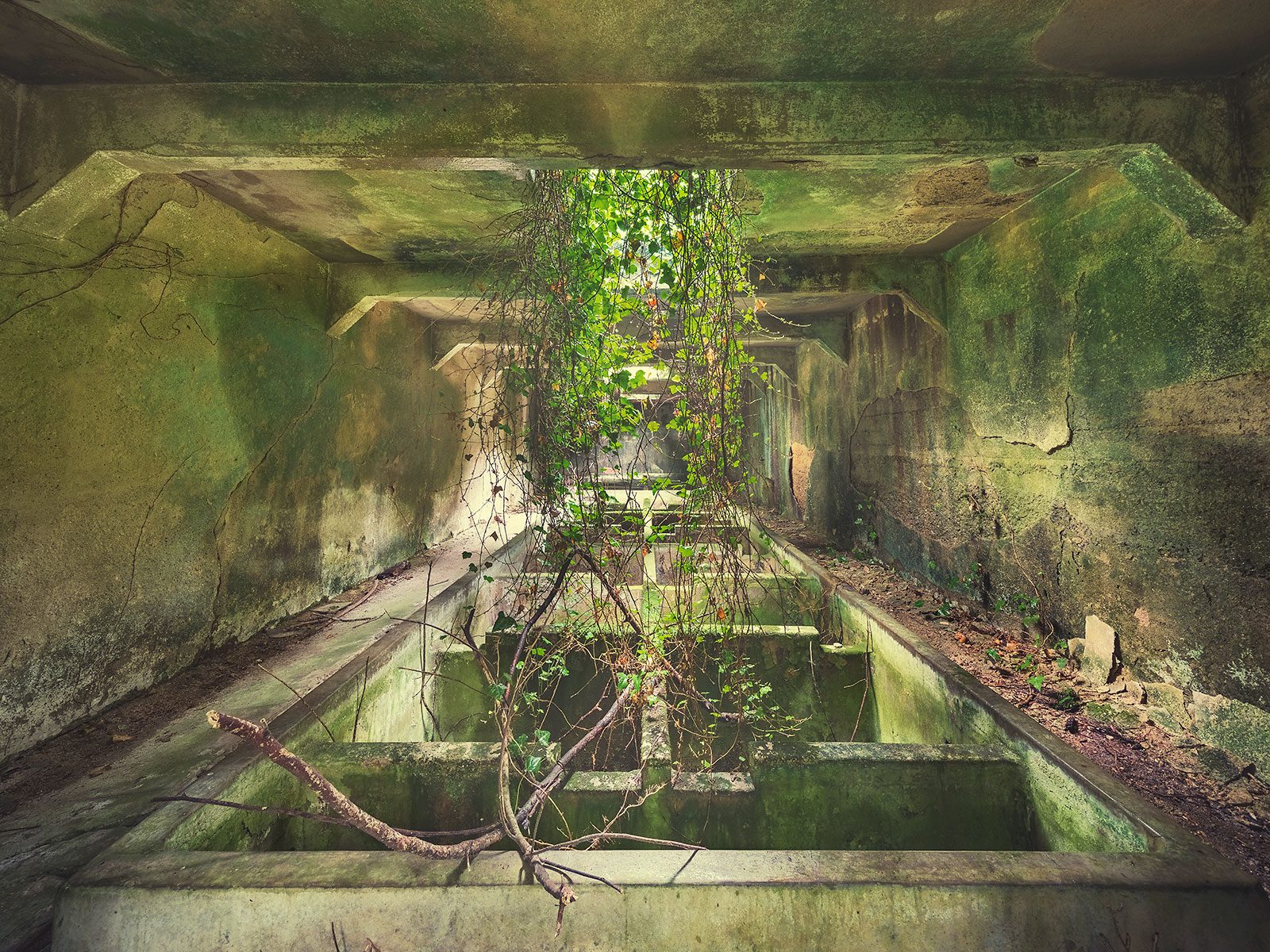 Moss-covered channel with hanging vines in a forgotten factory in Italy