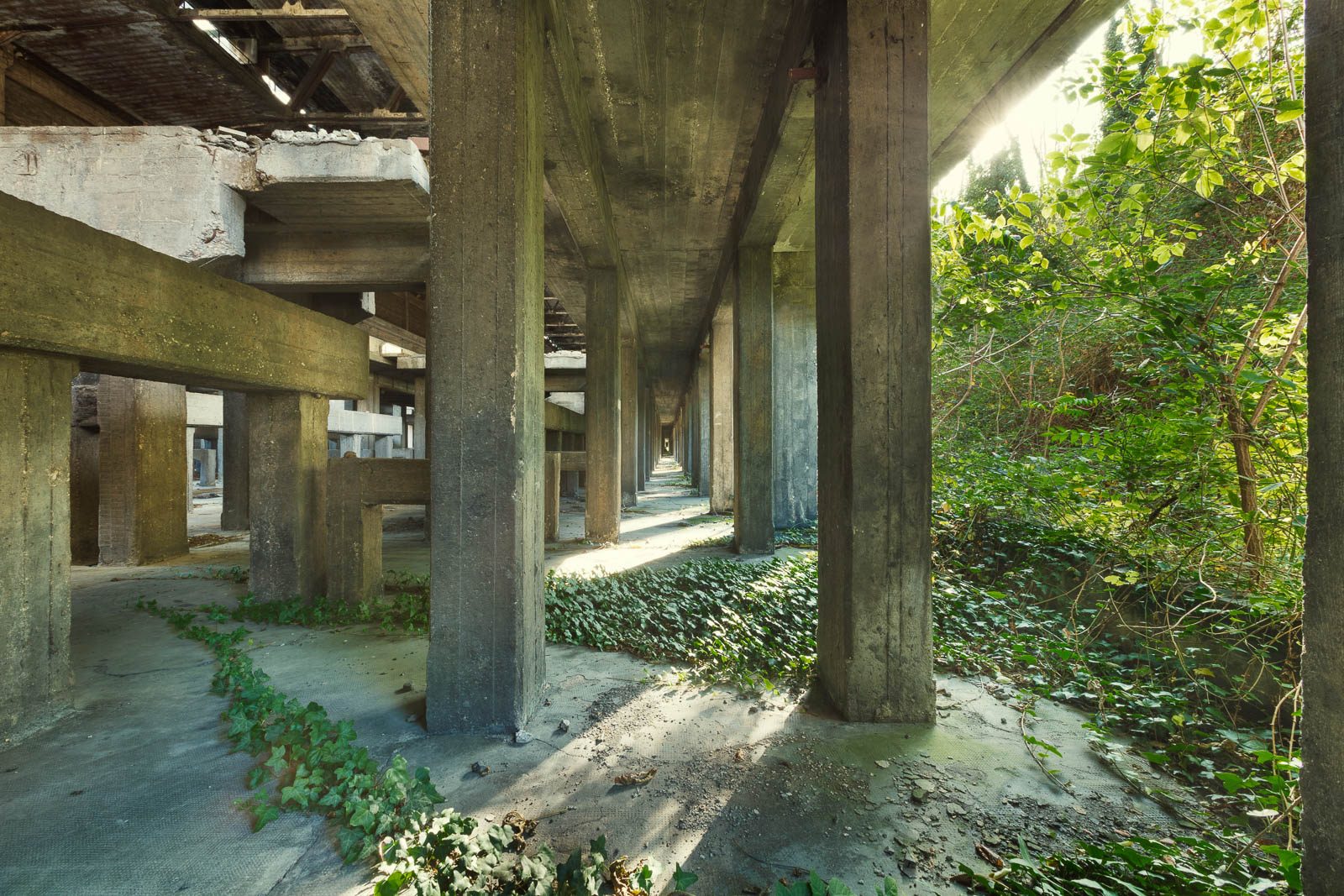 Concrete pillars overgrown with ivy in a raw steelworks in Italy