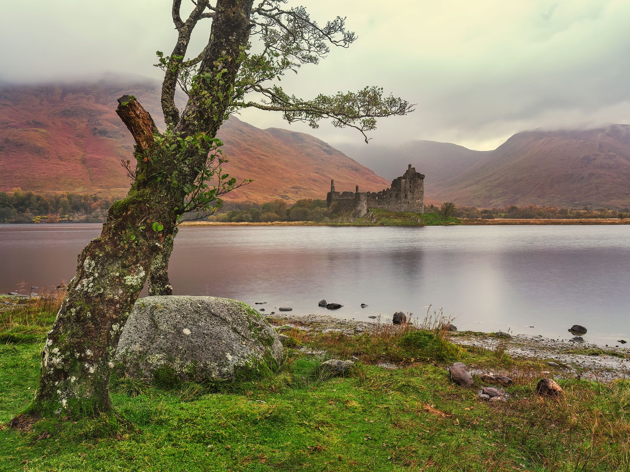 Turmruine hinter knorrigem Baum am Seeufer, Schottland