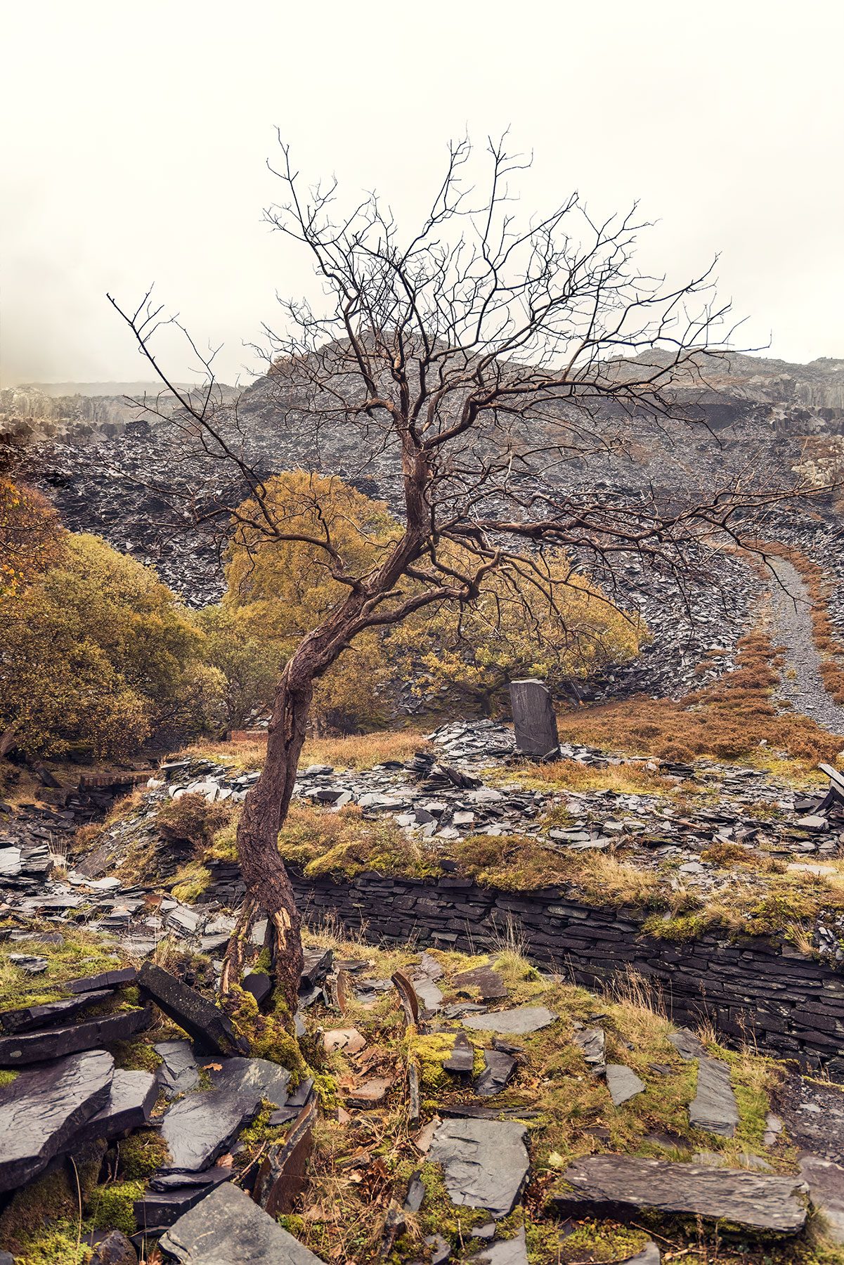 Bare tree amid slate spoil in a quarry, Wales