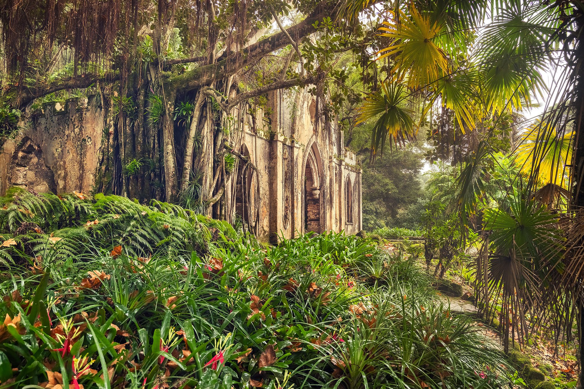 Ruined chapel entwined with fig tree roots in a tropical garden in Portugal
