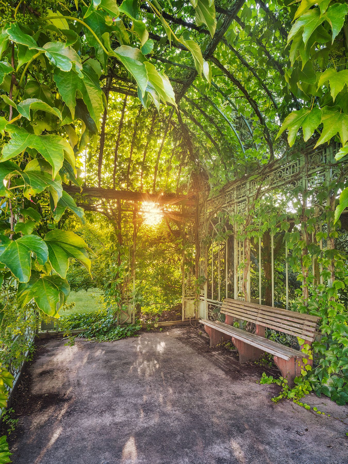 Sonnenlicht durch einen efeuüberwachsenen Pavillon aus Schmiedeeisen in Deutschland