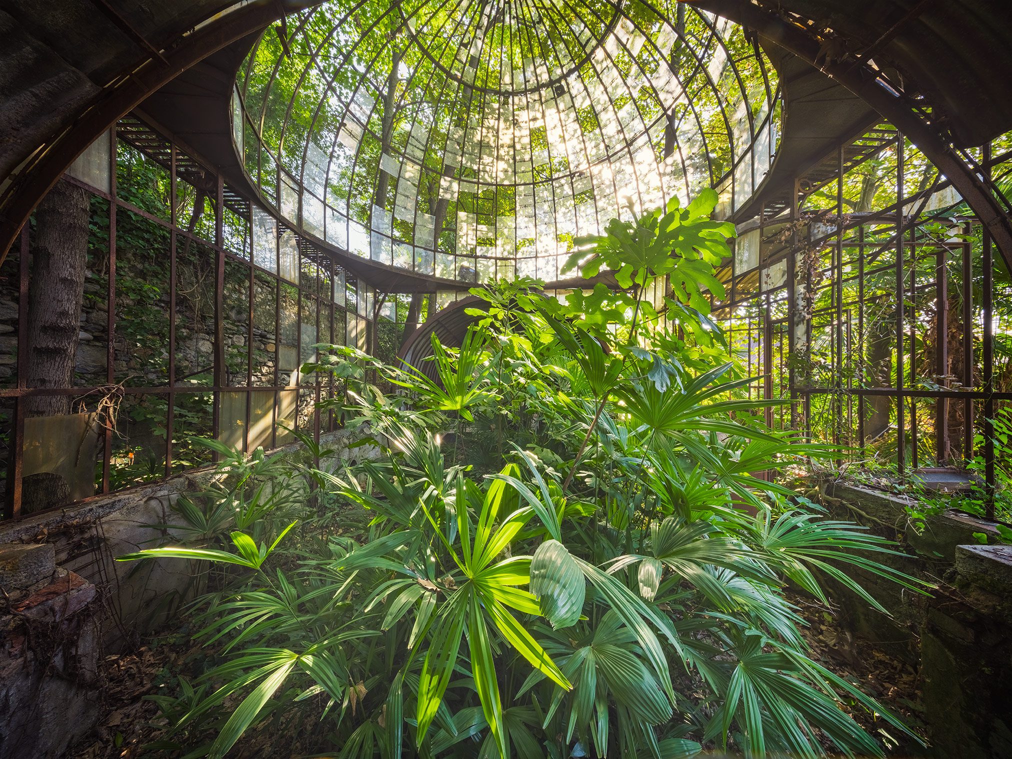 Fan palms beneath a glass dome in an abandoned greenhouse in Italy